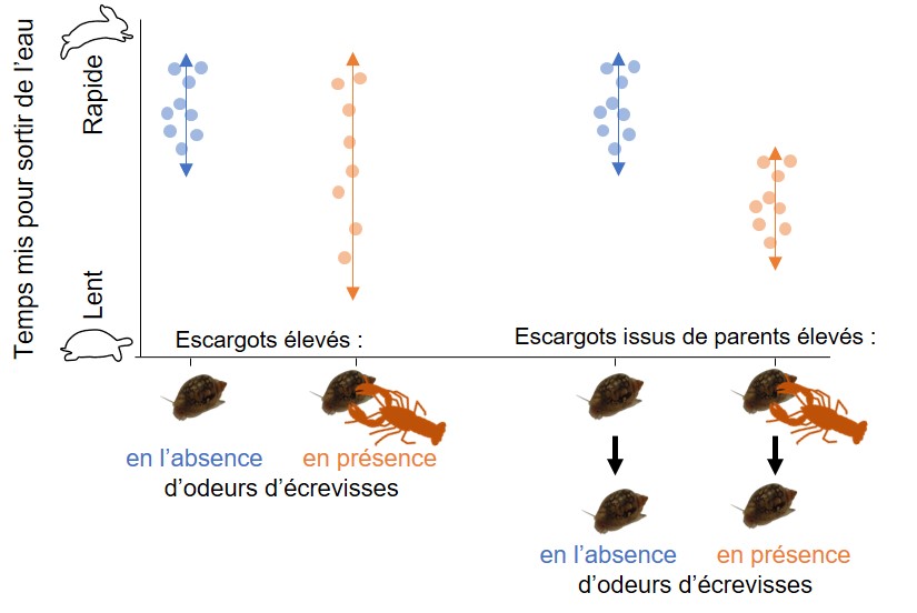 Effet de l'environnement sur al physe aige