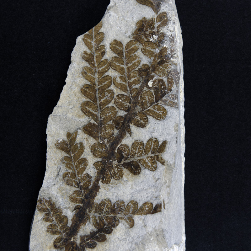 Collections Géologie