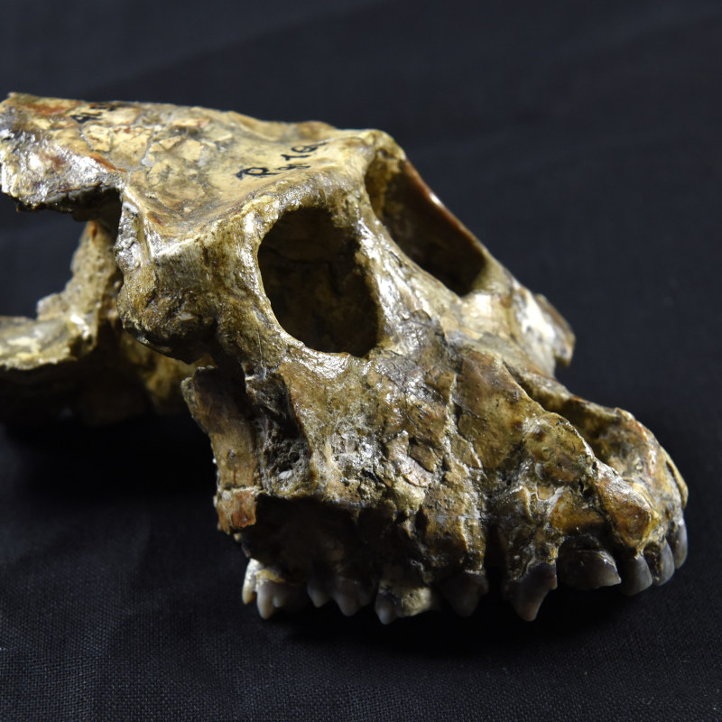 Collections Géologie