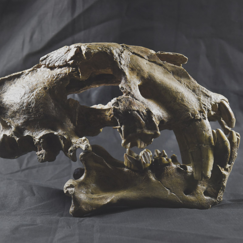 Collections Géologie