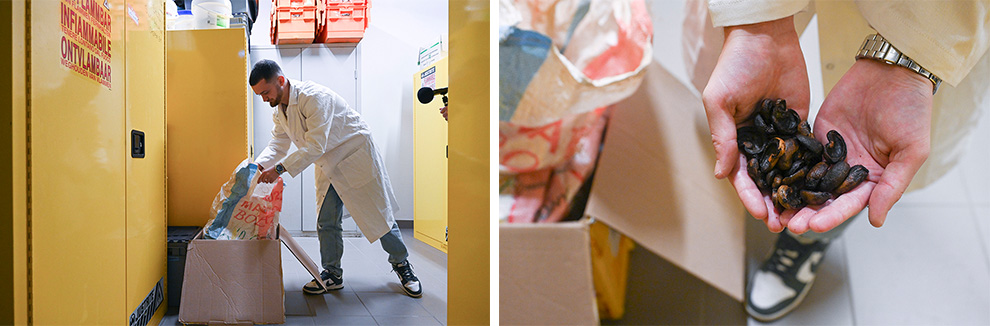 coques noix de cajou