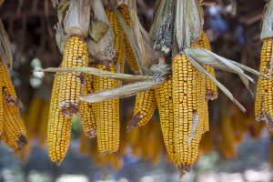 ActuRecherche - RDP Lab - Grain de ma?s